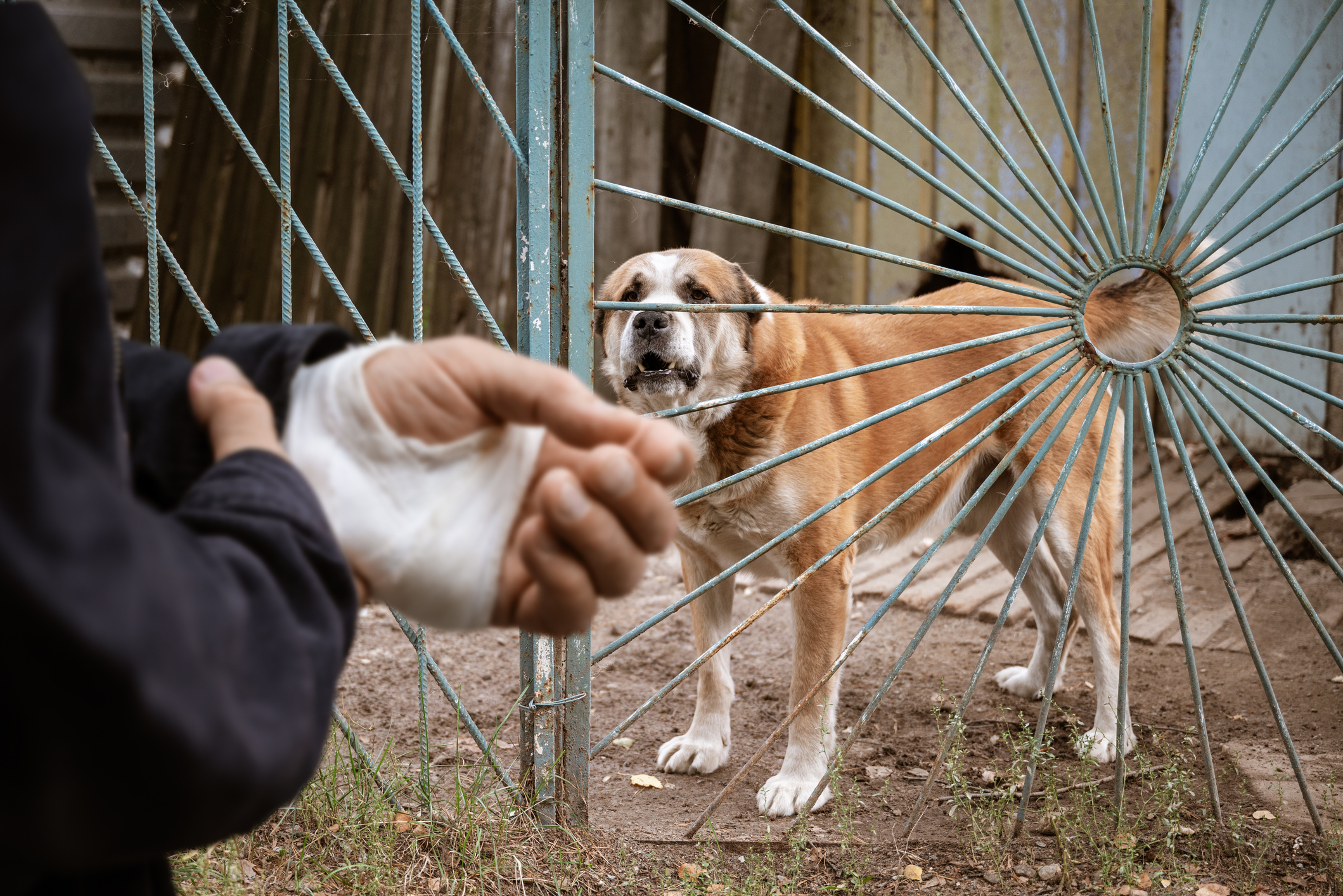 Las Vegas dog bite lawyer 