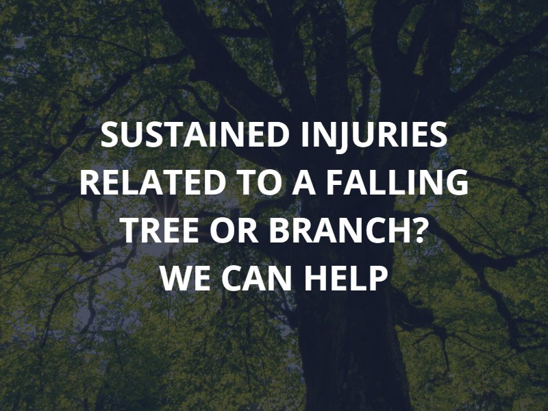 los angeles tree injury attorney